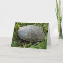 Search for painted turtle cards Photography