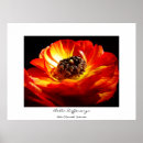 Recherche de ranunculus posters Nature