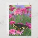 Search for butterfly on black cards Orange