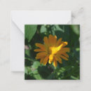 Search for anniversary wishes cards invites Blossom