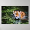 Search for bengal tiger posters Jungle