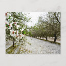 Search for almond postcards Nuts