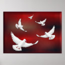 Search for white dove peace posters Birds