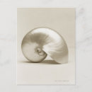 Recherche de perles cartes postales Animal