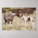 Recherche de colt posters Cheval