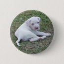 Recherche de bouledogue français badges Chiot