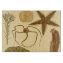 Recherche de méduses planches à découper Étoiles de mer