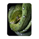 Search for boa magnets Animal