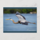 Search for blue heron River