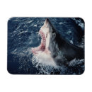 Search for amo magnets Superstock
