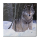 Recherche de loups carreaux Forêt