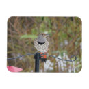 Search for flicker magnets Woodpecker