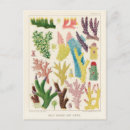 Search for great barrier reef postcards Coral