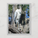 Search for beaks postcards Feathers
