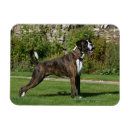 Recherche de canine magnets Position