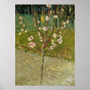 Search for almond tree posters Flowers