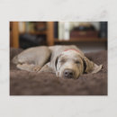 Search for weimaraner postcards Animal