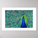 Recherche de peacock posters Plumes
