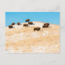 Search for native bison buffalo postcards Indian