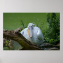 Recherche de pélican blanc posters Vert