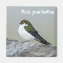 Recherche de hirondelles magnets Nature