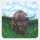 Search for scottish highland cow stickers Scotland
