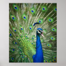 Search for screaming posters Animals