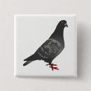 Recherche de pigeons badges Nature