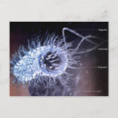 Search for cell postcards Horizontal