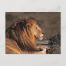 Search for male lions postcards Wild