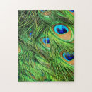Search for peacock feathers puzzles Colourful