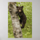 Recherche de ours noirs posters Animaux sauvages