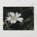 Recherche de vert rouge blanc cartes postales Nature