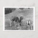 Search for groups postcards States