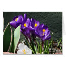 Recherche de crocus de ressort Nature