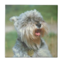 Recherche de miniature carreaux Chien