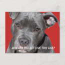 Recherche de pitbull blanc cartes postales Amoureux des chiens