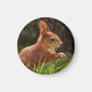 Recherche de rare magnets Nature