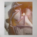 Recherche de pétale posters Blanc