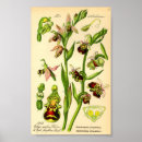 Recherche de araignee art Antique