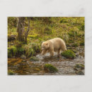 Recherche de gordon cartes postales Chasse
