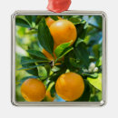 Recherche de fruit ornements Agrumes