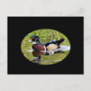 Search for wood ducks postcards Birds