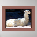 Search for white llama posters Photography
