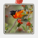 Search for migrator ornaments Colour