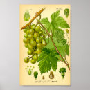 Search for vintage grape vine posters Antique