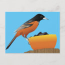 Search for oriole postcards Nature