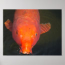 Search for koi fish posters Asian