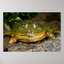 Search for bullfrog posters Wildlife