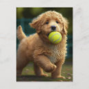 Search for golden doodle postcards Cute